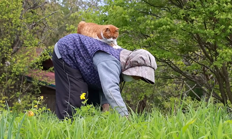 ヨモギを収穫するおばあちゃんと猫