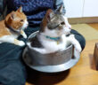 草餅作りをするおばあちゃんと猫達