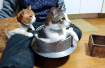 草餅作りをするおばあちゃんと猫達