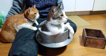 おばあちゃんと一緒にヨモギを収穫して、草餅作りをする猫達。懐かしさを感じる光景に自然と心が和む (*´ｪ｀*)♡
