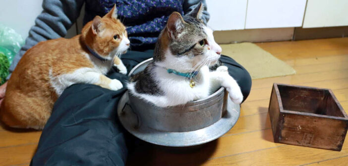 草餅作りをするおばあちゃんと猫達
