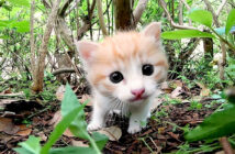 興味津々の子猫