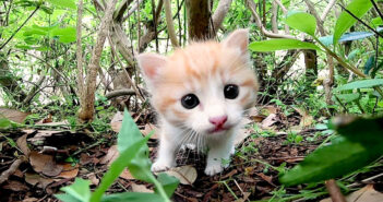 興味津々の子猫