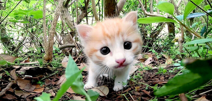 興味津々の子猫