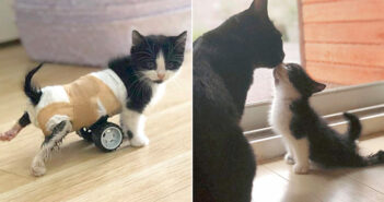 後ろ足が動かせない子猫