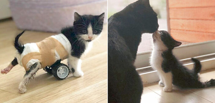 後ろ足が動かせなかった保護子猫に、手作りの車椅子をプレゼント。元気いっぱいに走り回る様子に胸が熱くなる