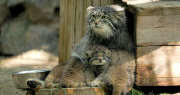 6匹のヤンチャな子猫達を育てるマヌルネコのお母さん。仲良し親子の幸せいっぱいの姿に心が和む (*´ｪ｀*)♡