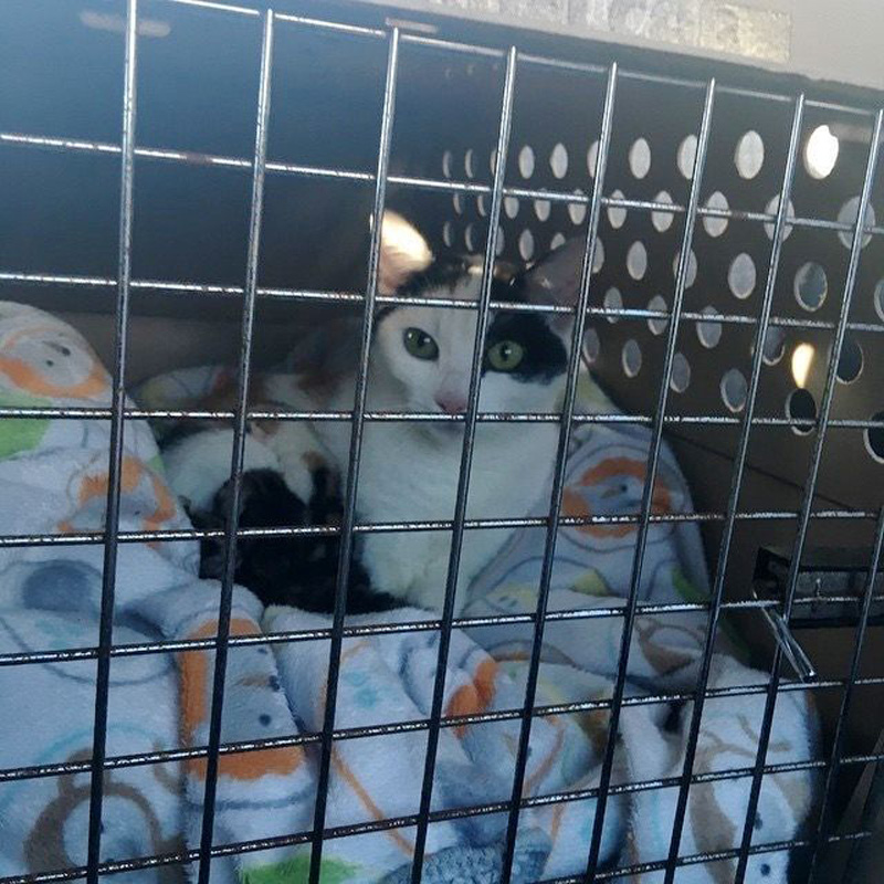 保護された母猫
