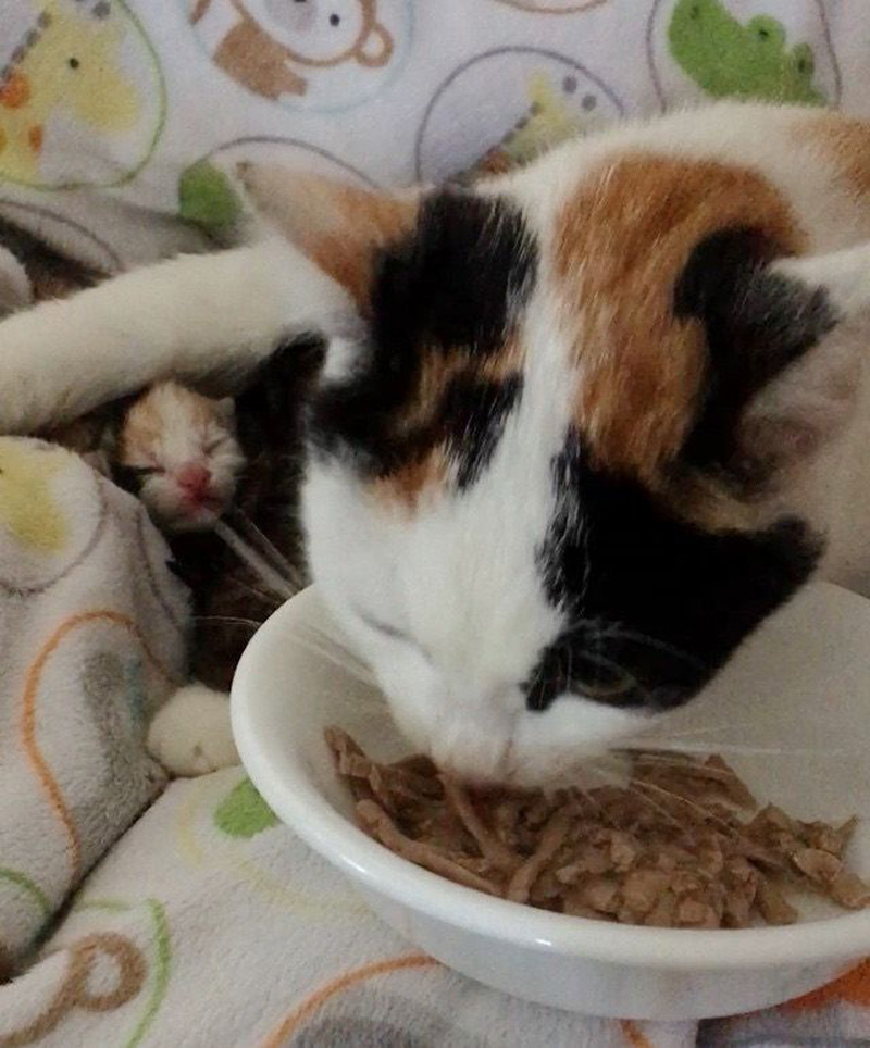 ご飯を食べる母猫