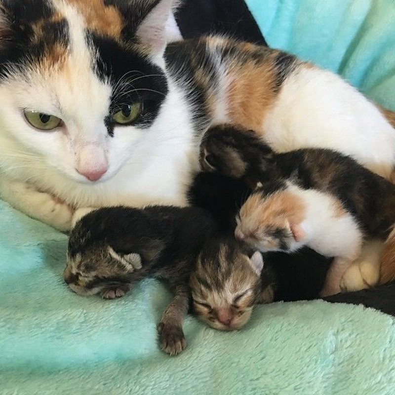 子猫達を育てる母猫