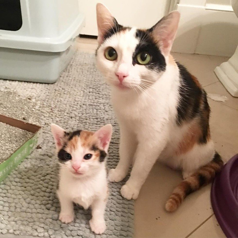 母猫と子猫