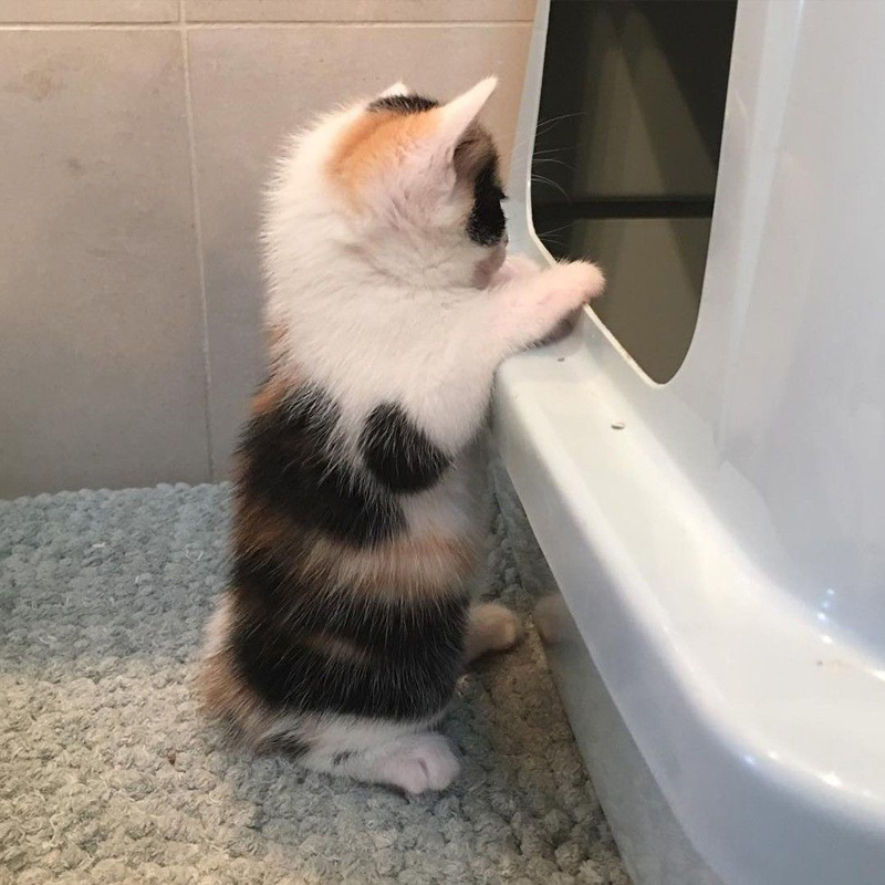 トイレを覗く子猫