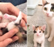 似ている猫の親子