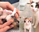 母猫と共に助け出された5匹の子猫達。その中の1匹がまるで母猫をそのまま小さくしたような愛らしい子猫でした (*´ｪ｀*)