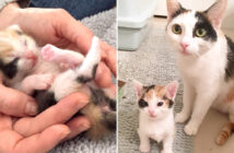 似ている猫の親子
