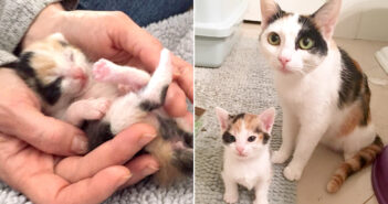 母猫と共に助け出された5匹の子猫達。その中の1匹がまるで母猫をそのまま小さくしたような愛らしい子猫でした (*´ｪ｀*)