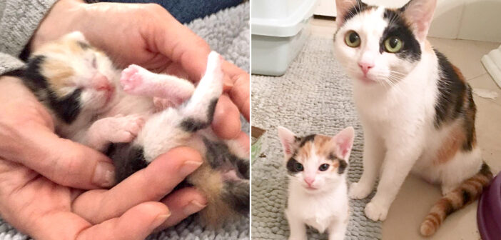 母猫と共に助け出された5匹の子猫達。その中の1匹がまるで母猫をそのまま小さくしたような愛らしい子猫でした (*´ｪ｀*)