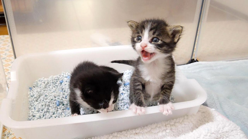 ミルクを催促する子猫達