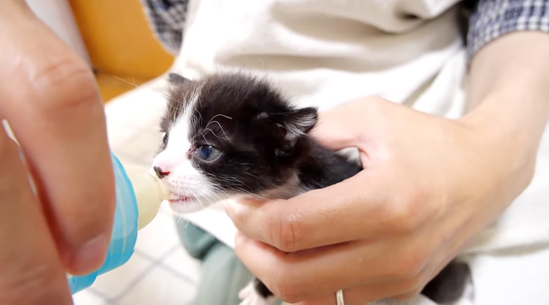 ミルクを勢いよく飲む子猫