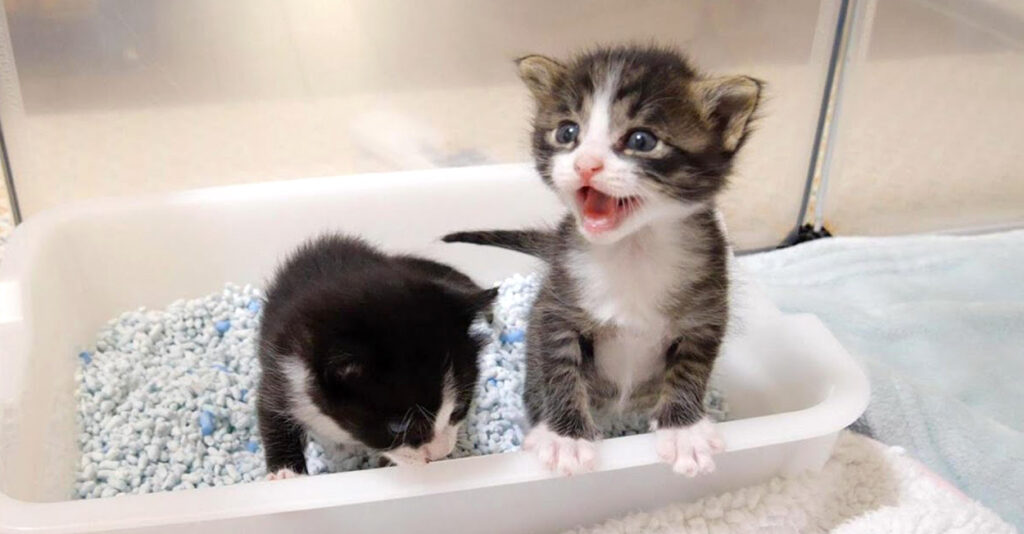 milkonegai_cat_title-1024x534.jpg