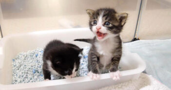 ミルクを催促する子猫達