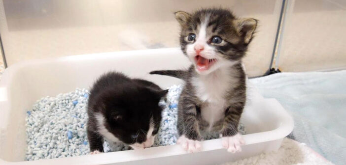 ミルクを催促する子猫達