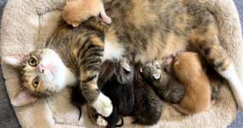 巨大ハリケーンが上陸する前夜、人間を子猫達のところに導いた母猫。保護してもらうと、心温まる方法で感謝を伝える