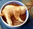 ご飯をもぐもぐする子猫