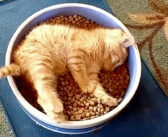 ちょっとぐうたらさんな子猫が、お皿にすっぽりハマってご飯をモグモグ♪ そこはまさに『ご飯パラダイス』でした♡