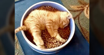 ちょっとぐうたらさんな子猫が、お皿にすっぽりハマってご飯をモグモグ♪ そこはまさに『ご飯パラダイス』でした♡