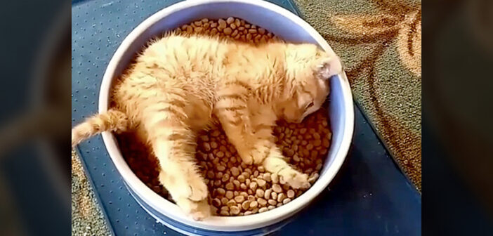 ちょっとぐうたらさんな子猫が、お皿にすっぽりハマってご飯をモグモグ♪ そこはまさに『ご飯パラダイス』でした♡