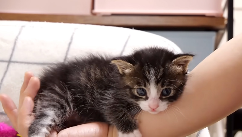 お礼のハグをする子猫