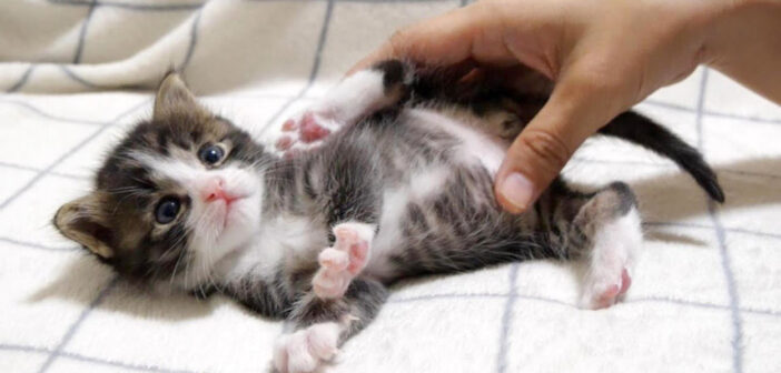 子猫のお腹をモミモミマッサージすると… お礼にハグをしてくれた♪ 癒しが詰まった子猫の姿にキュンとする ( *´艸｀)♡