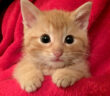 保護された子猫