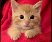 早朝のゴミ捨て場で鳴いていた迷子の子猫。お腹と心が満たされると、幸せそうな姿をたくさん見せてくれた (*´ｪ｀*)