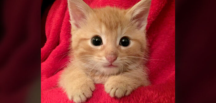 早朝のゴミ捨て場で鳴いていた迷子の子猫。お腹と心が満たされると、幸せそうな姿をたくさん見せてくれた (*´ｪ｀*)