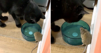 仲良くなった猫とネズミ