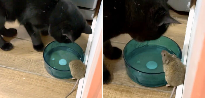 家族の知らないうちに、家に侵入したネズミと愛猫が友達に！ 一緒に水を飲んでいたところを偶然家族が発見してビックリ！