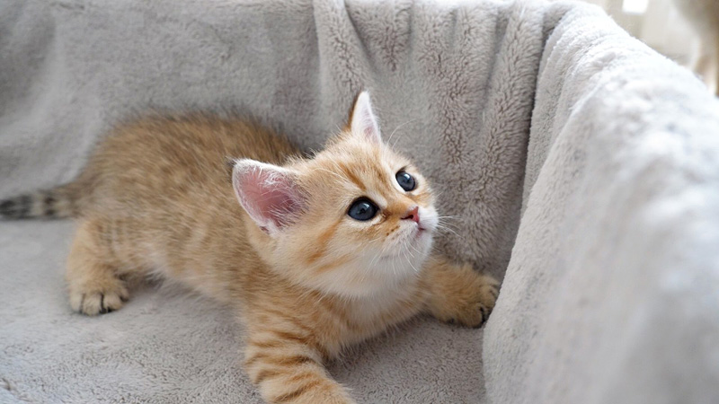 無邪気な子猫