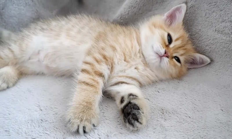 眠りに落ちた子猫