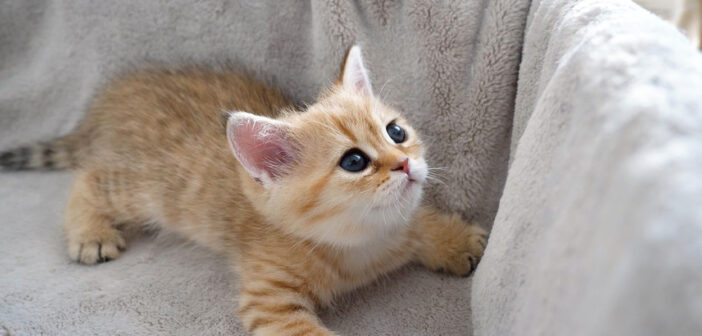 飼い主さんに撫でられるとすぐに眠ってしまう子猫。無邪気な子猫の寝落ち姿が可愛すぎる ( *´艸｀)♡