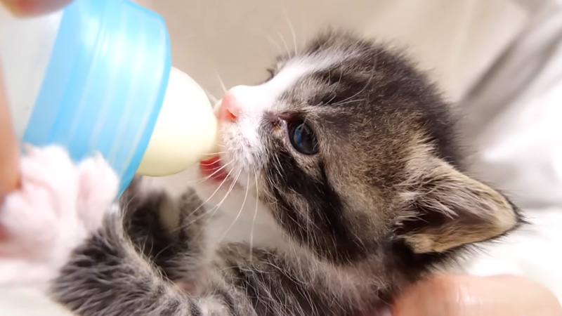ミルクを飲む子猫