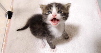 上から覗き込むママに気づいた子猫が、「ミルクの時間ですか?」と嬉しそうに聞いてきた。お腹を満たすと可愛いことに♡ 話しかけてきた子猫
