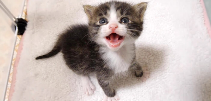 話しかけてきた子猫