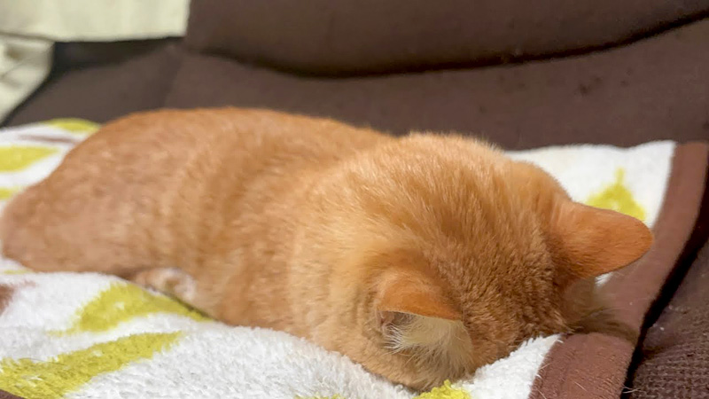 フテ寝した猫