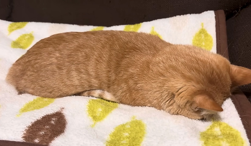 フテ寝した猫