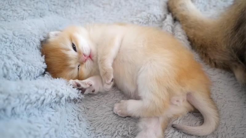 お昼寝していた子猫