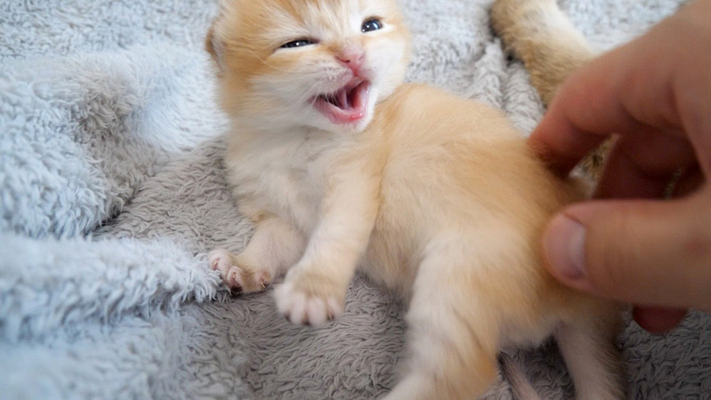 怒っちゃった子猫