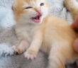 怒っちゃった子猫