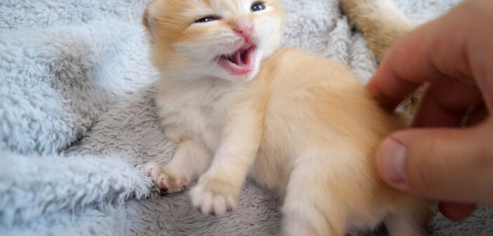 お昼寝中にお腹を触られると怒っちゃう子猫。その姿が妙に可愛くて思わず頬が緩んでしまう (*´ｪ｀*)♡